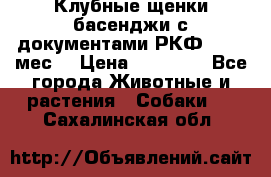 Клубные щенки басенджи с документами РКФ - 2,5 мес. › Цена ­ 20 000 - Все города Животные и растения » Собаки   . Сахалинская обл.